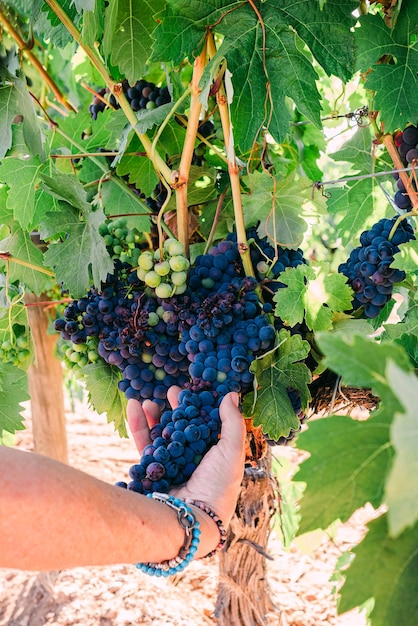 Close-up von weiblichen Händen, die einen roten Traubenkügel auf einer Weinrebe halten