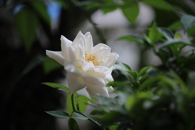 Close-up von weißen Rosen mit einem verschwommenen Hintergrund vor der Terrasse des Hauses