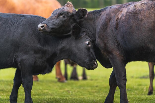 Foto close-up von zwei kälbern, die mit ihren köpfen in der mitte einer grünen wiese in freiheit spielen