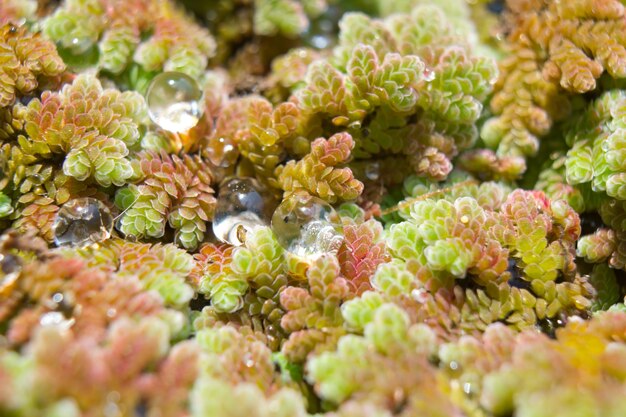 Close up Wassertropfen auf Entengrütze