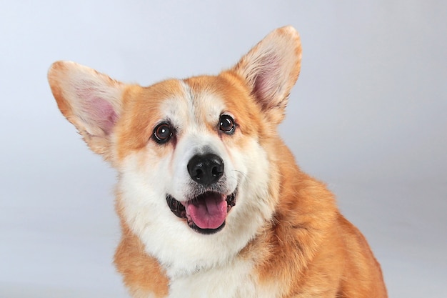 Close-up welsh corgi pembroke em um fundo cinza no estúdio tirando fotos