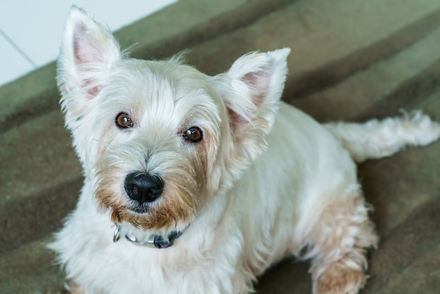 Close-up West Highland White Terrier ou Westie