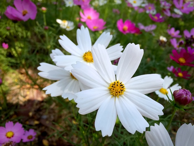 Close-up White Daisy Flowers in the Field