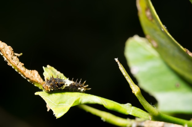 close-up worm em um ramo