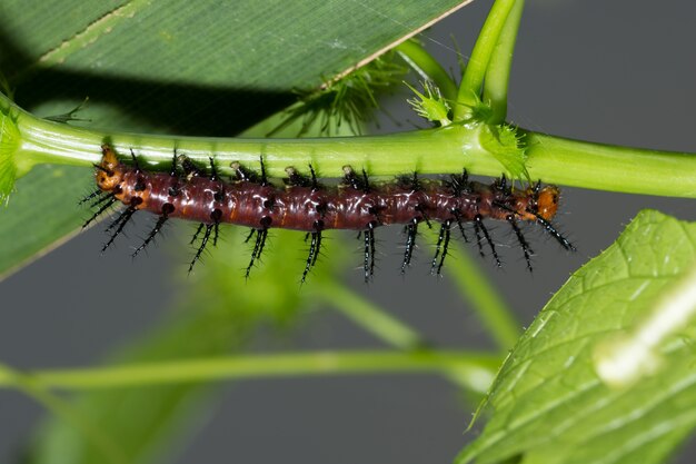 close-up worm em um ramo