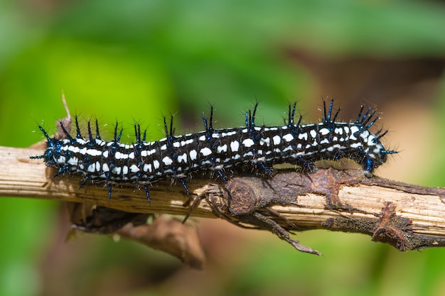 Close up worm, lagartas