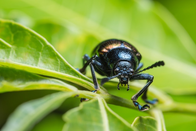 Close-ups Blue beetle