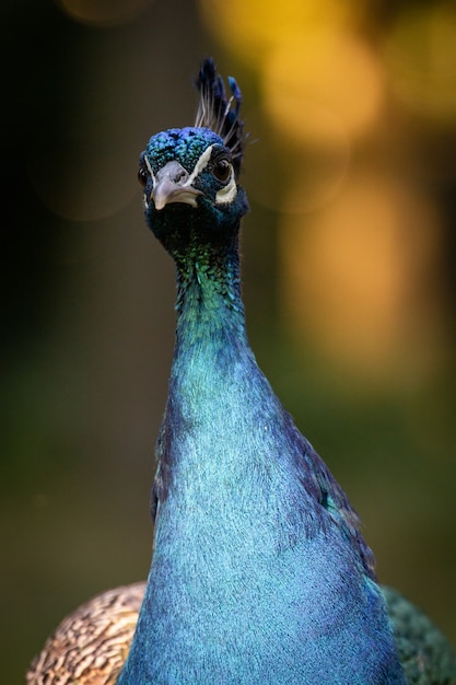 Close vertical de pavão em um fundo desfocado