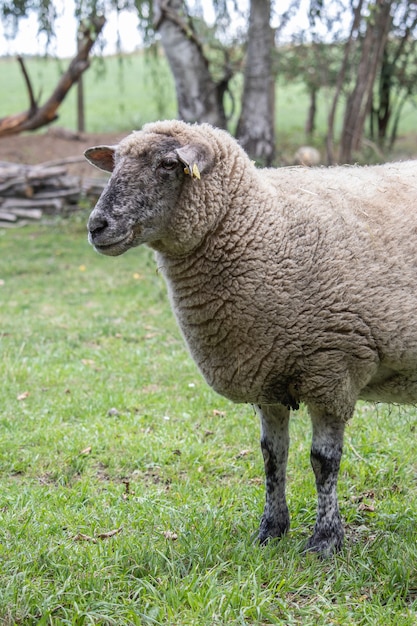 Close vertical de uma ovelha fofa e fofa em um campo