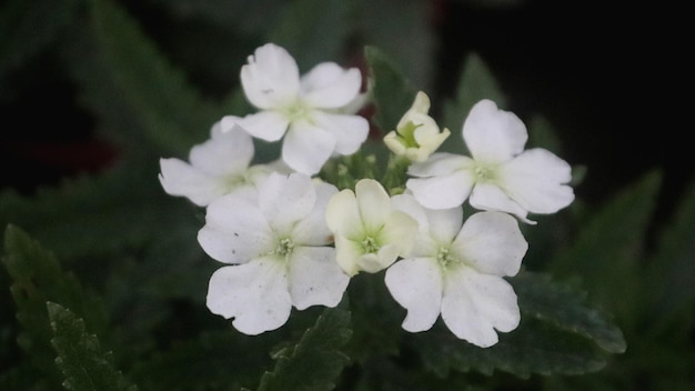 Close_view em White phlox_flowers