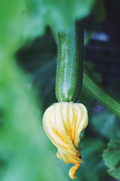 -Closer de una verdura de calabaza con flor