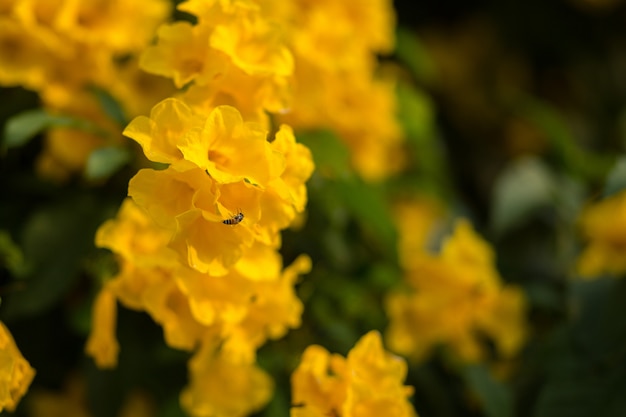 Foto closeup a flor