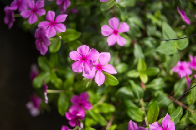 Closeup a flor