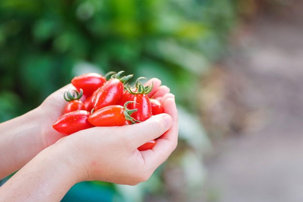 Foto closeup a mão da mulher segurando o tomate vermelho é pequena e de sabor suave