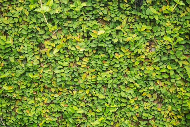 Closeup a planta verde na parede para plano de fundo texturizado