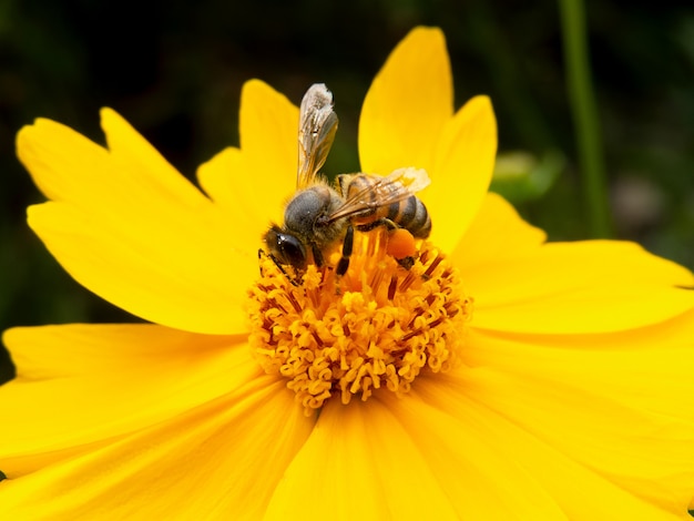 Closeup abeja polinizando flor amarilla en hermoso jardín