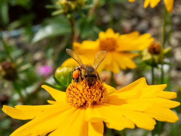 Closeup abeja polinizando flor amarilla en hermoso jardín