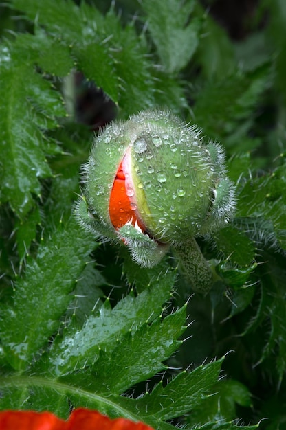 closeup abrindo broto de papoula pétalas vermelhas saindo da macro de broto verde Broto de papoula estourando