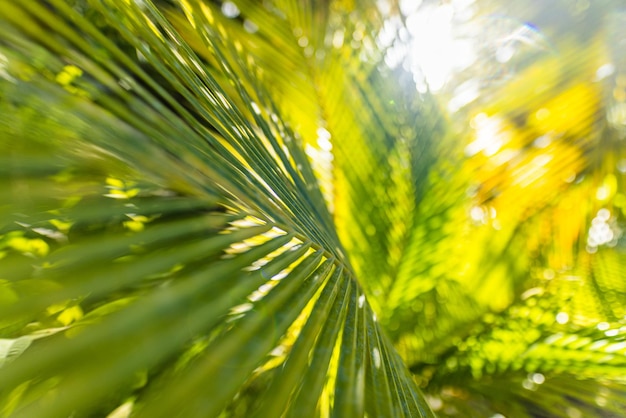 Closeup abstrato de folha de palmeira tropical, padrão de natureza exótica. Luz do sol, folhagem verde turva