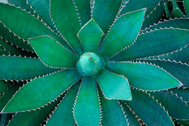 Closeup agave cacto fundo verde natural