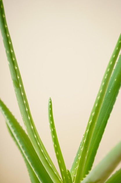 Closeup aloe vera em um fundo bege com espaço para texto verticalmente