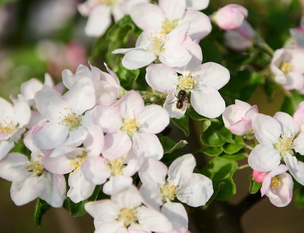 Closeup Apfelbaumzweig mit blühenden weißen und rosa Blütenblättern in einem Frühlingsgarten