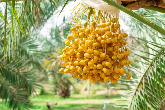 Closeup Barhi Dates palm frutos amarillos Phoenix Dactylifera en los racimos en el jardín de frutas orgánicas para la cosecha