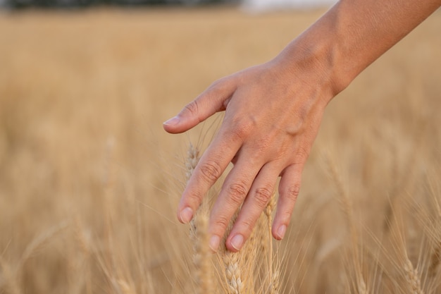 Closeup Bauer berührt seine Ernte mit der Hand in einem goldenen Weizenfeld