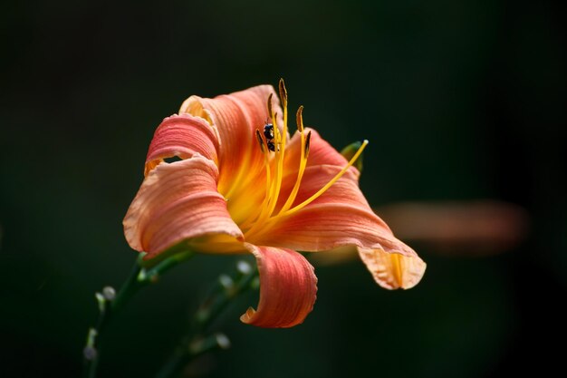 Closeup Bee recoger polen de flor de lirio