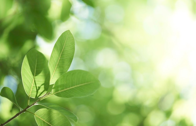 Closeup bela vista da folha verde da natureza no fundo desfocado da vegetação com luz solar e espaço de cópia É usado para fundo de verão de ecologia natural e conceito de papel de parede fresco