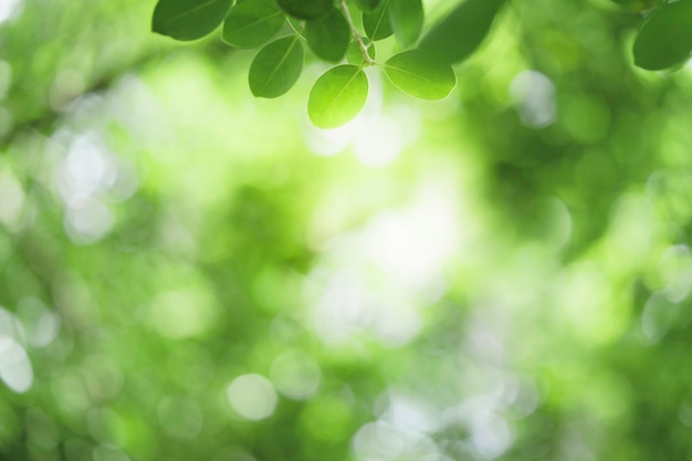 Closeup bela vista da folha verde natureza na vegetação turva fundo com luz solar e espaço de cópia. É usado para fundo de verão de ecologia natural e conceito de papel de parede fresco.