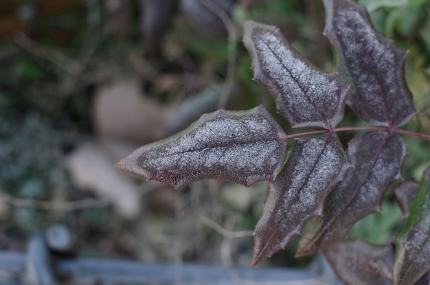 Closeup Blätter im Winter mit gefrorenen Wassertropfen mit verschwommenem Hintergrund Kaltes Konzept