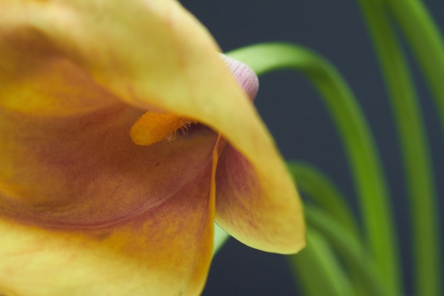 Closeup Bodegón de lirio amarillo anaranjado en un florero de vidrio sobre un enfoque selectivo oscuro