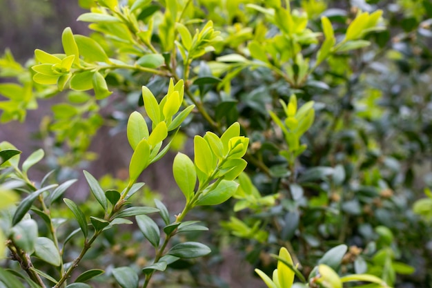 Closeup boj Buxus sempervirens con flores amarillas jóvenes hojas de boj en una rama a principios de la primavera