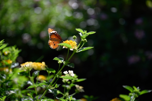 Closeup, borboleta monarca, ligado, flor