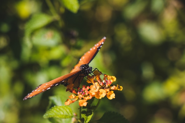 Closeup, borboleta monarca