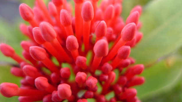 Foto closeup botão botões de flores vermelhas frescas