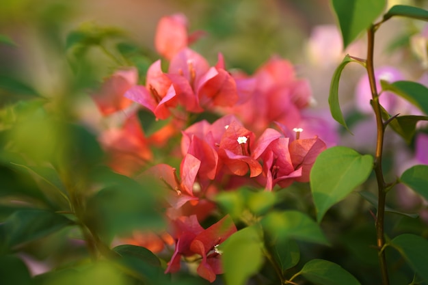 Foto closeup bougainvillea arbusto decorativo de color rosa en un jardín.