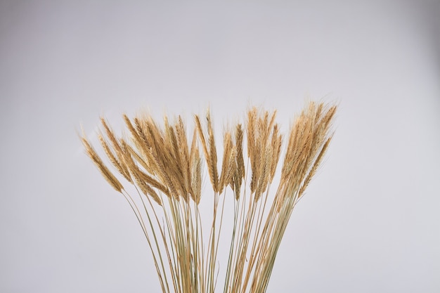 Closeup Bouquet von goldenen Weizenährchen auf weißem Hintergrund