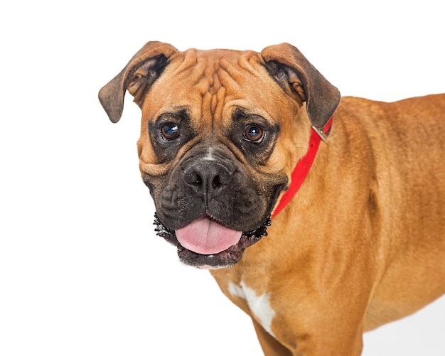 Closeup Boxer Crossbreed Dog olhando para frente