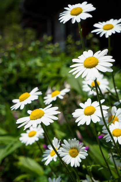 Foto closeup brillante margarita blanca flores que florecen con polen amarillo en el lado de la calle en sol