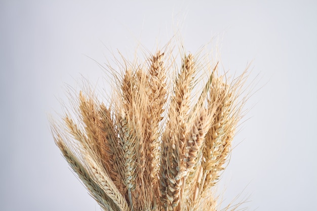 Closeup buquê de espigas de trigo isolado no fundo branco