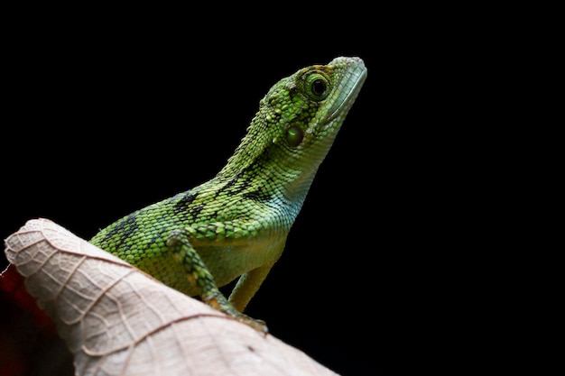 Closeup cabeza de lagarto Pseudocalotes con fondo negro