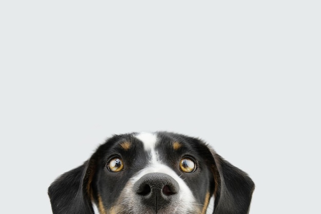 Closeup cachorro cabeza de perro escondido aislado sobre fondo blanco.