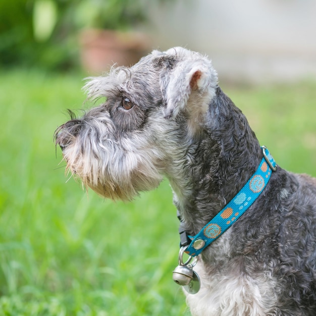 Closeup, cachorro schnauzer, olhar, ligado, chão grama borrado, frente, casa, vista, fundo