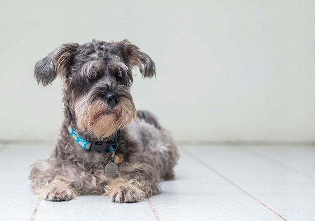 Closeup, cachorro schnauzer, olhar, ligado, obscurecido, piso cerâmico, e, cimento branco, parede, frente, casa, vista, fundo, com, espaço cópia