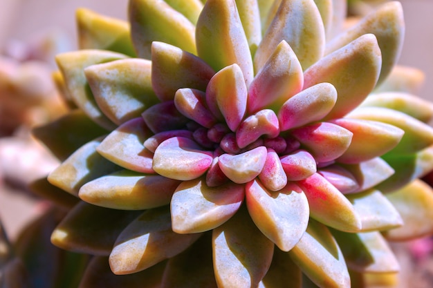 Closeup cacto planta suculenta colorida. Echeveria