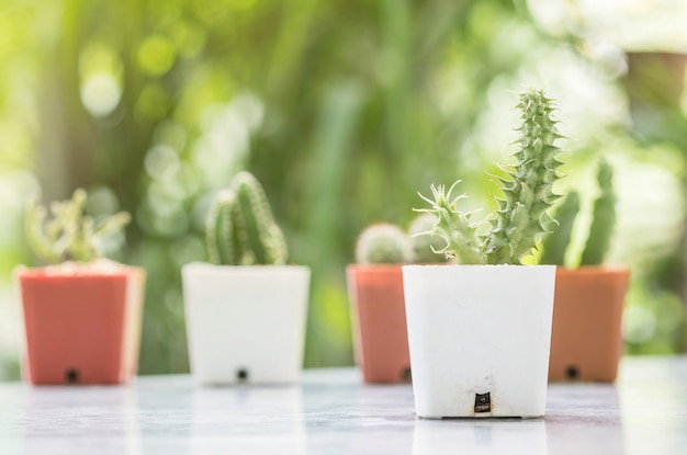 Closeup cactus em pote de plástico branco na mesa mable na frente da casa