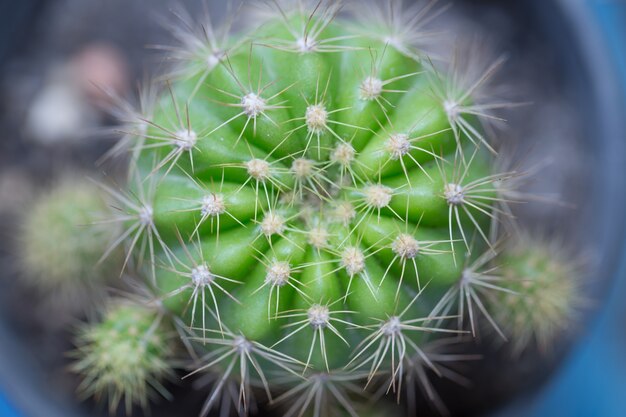 Closeup cactus verde con espina