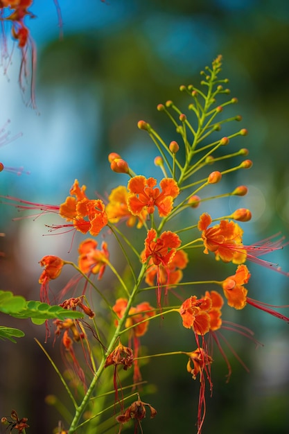 Closeup Caesalpinia pulcherrima Blumen bekannt als Pride of Barbados Red Bird of Paradise Zwerg Poinciana Peacock Flower und flamboyandejardin blühen auf Ästen mit naturverschwommenem Hintergrund